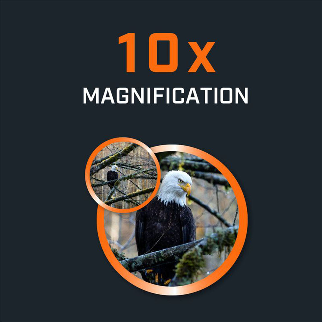 Bushnell 15-0142R H2O 10x42 Roof Prism Waterproof Binoculars