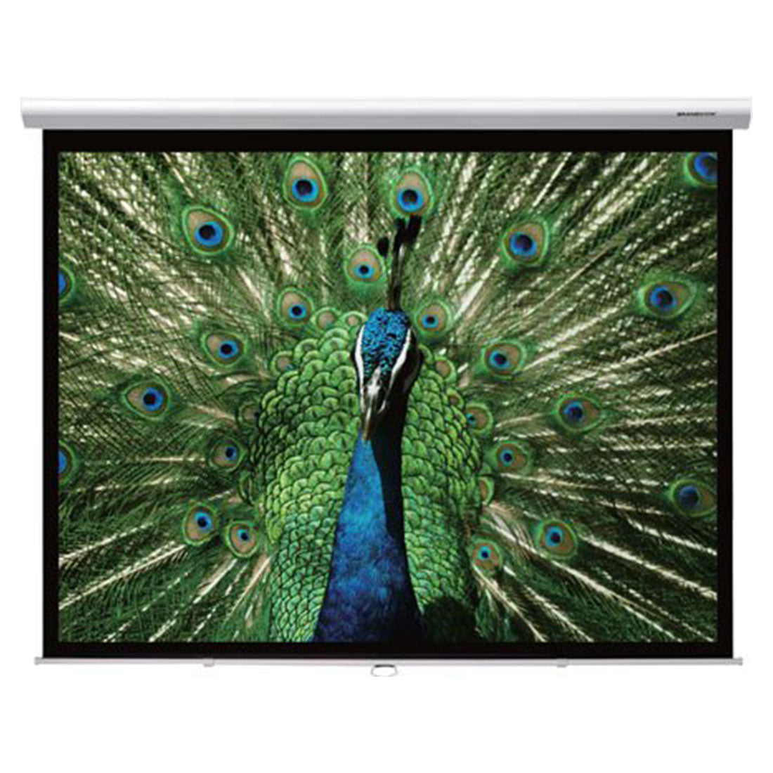Grandview CB-P120 SR 120″ Manual Pull-Down Projector Screen – White